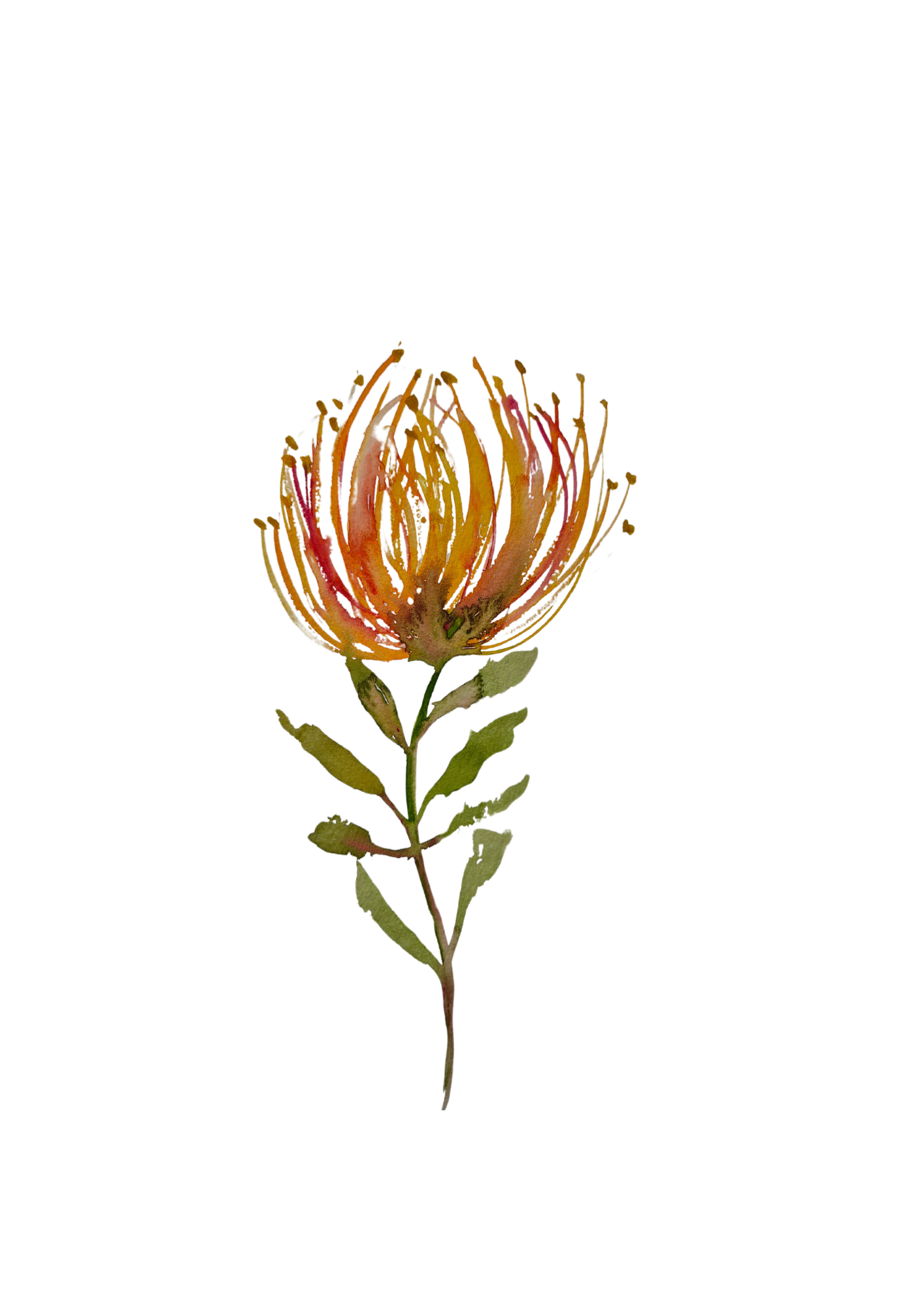 Single pincushion protea print A5