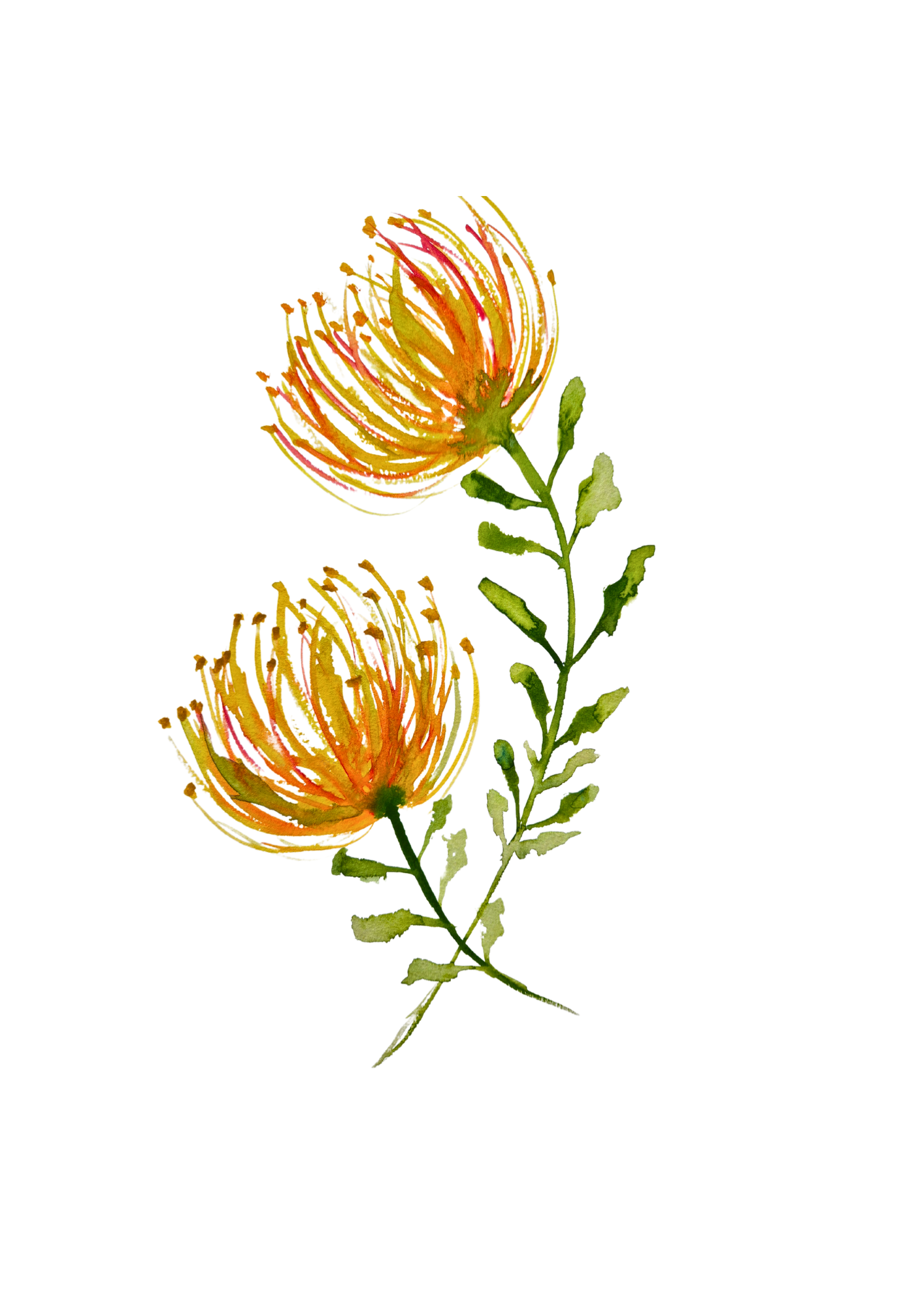 Pincushion  protea print A5