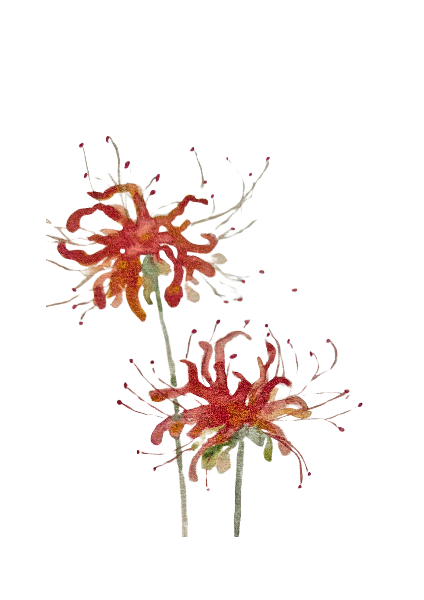 Red spider lily print A5