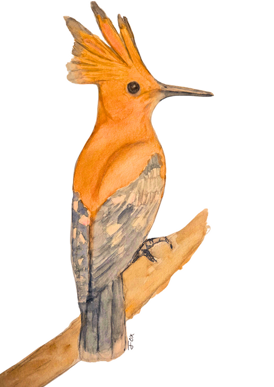 Eurasian hoopoe print A4