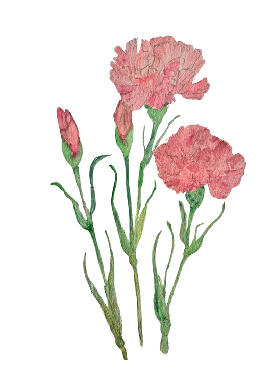 Carnations print A5