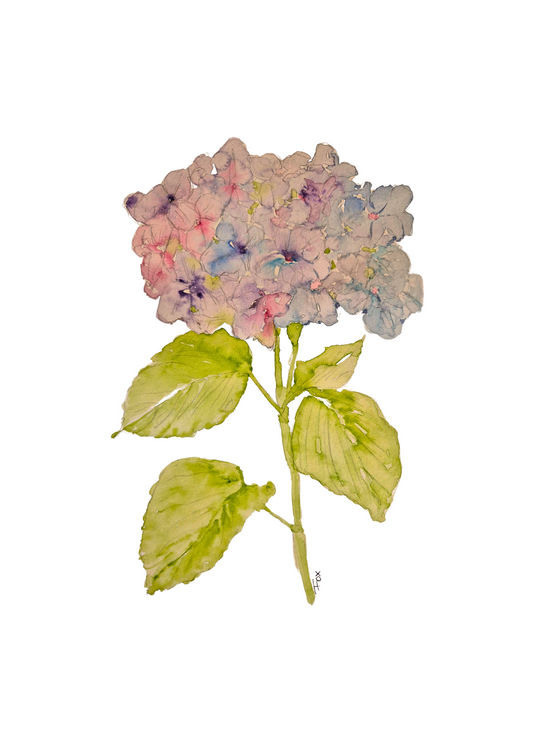 Hydrangea print A5